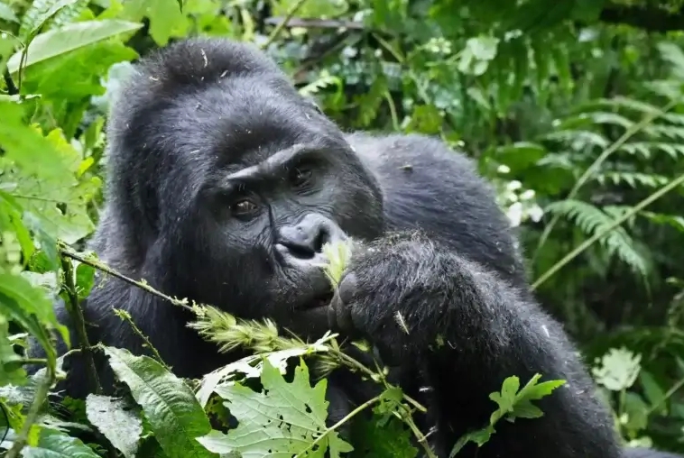Gorilla Trekking Safaris in Uganda, Rwanda and the Republic of Congo.