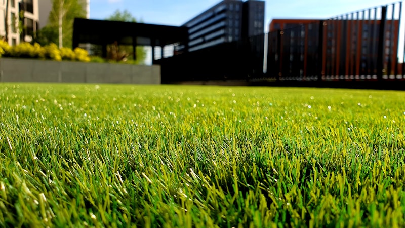 Bermuda Grass Seed (Cynodon dactylon)