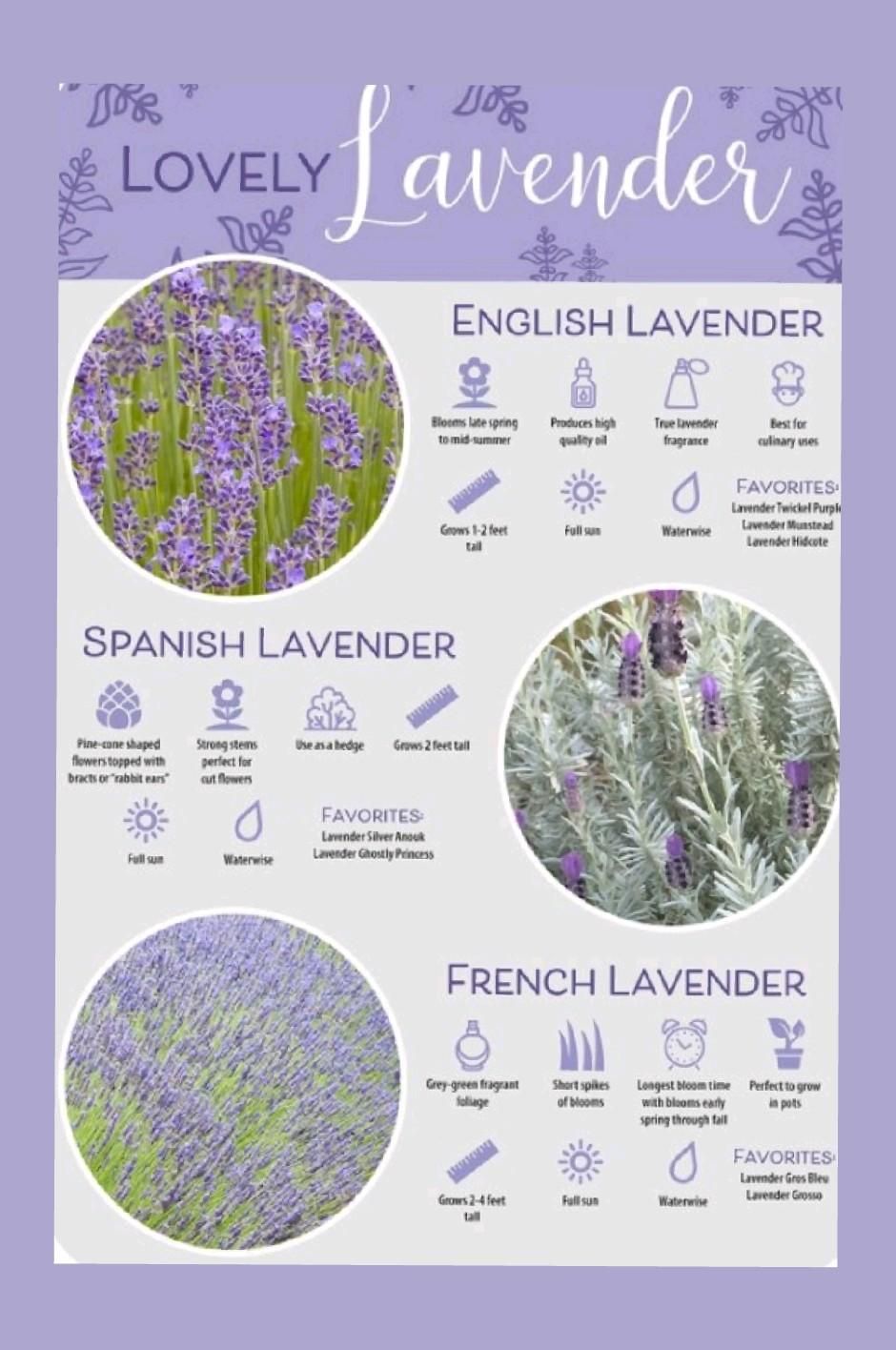 Lavender Plants - English & French Mix