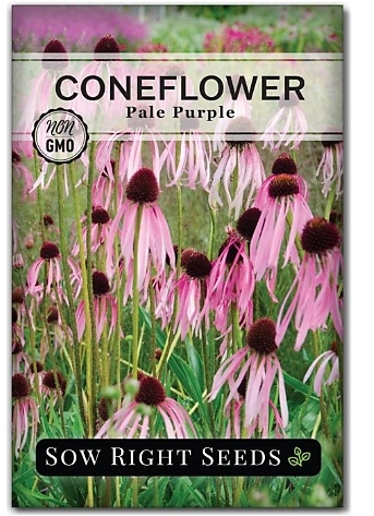 Purple Coneflower & Salvia Mix