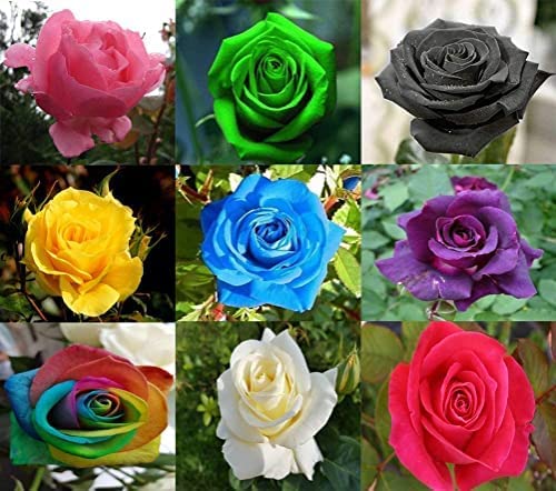 Rose Collection - Landscape Varieties