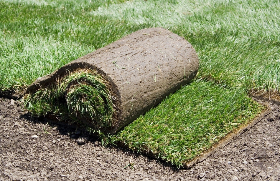 Instant Sod Rolls - Kikuyu