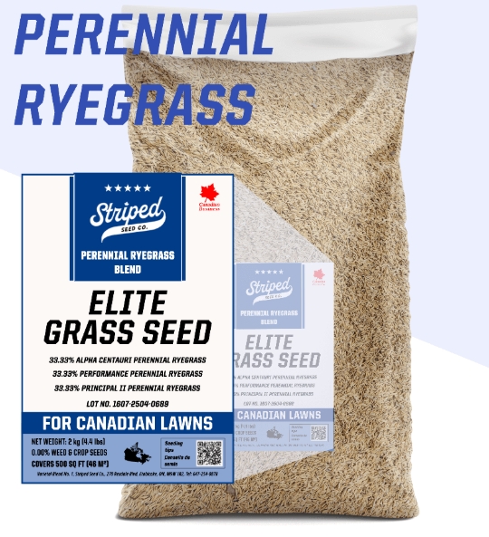 Perennial Ryegrass Seed