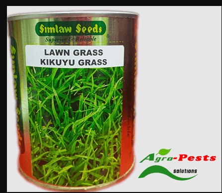 Kikuyu Grass Seed (Pennisetum clandestinum)
